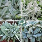Stachys byzantina 200 Seeds