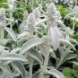 Stachys byzantina 200 Seeds