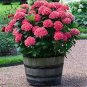 Multiple Color Choice Hydrangea 100 Seeds
