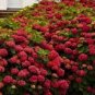 Multiple Color Choice Hydrangea 100 Seeds