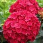 Multiple Color Choice Hydrangea 100 Seeds