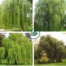 Fresh Giant Garden Decoration Green Willow 100 Seeds
