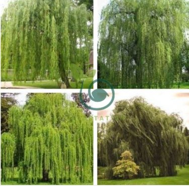 Fresh Giant Garden Decoration Green Willow 100 Seeds