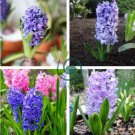 Light Purple Hyacinth Bulb 2 Seeds