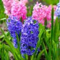 Light Purple Hyacinth Bulb 2 Seeds
