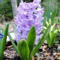 Light Purple Hyacinth Bulb 2 Seeds