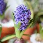 Light Purple Hyacinth Bulb 2 Seeds