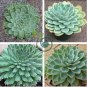 Rare Succulents Bonsai Orostachys 200 Seeds