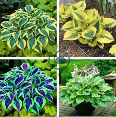 Hosta Bonsai Perennials Plantain Beautiful Lily Flower White 400 Seeds