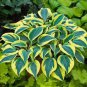 Hosta Bonsai Perennials Plantain Beautiful Lily Flower White 400 Seeds