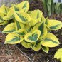 Hosta Bonsai Perennials Plantain Beautiful Lily Flower White 400 Seeds
