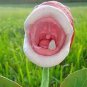 Plant Enchantress Carnivorous 200 Seeds