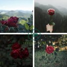 The Mountain Rose 200 Seeds