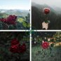 The Mountain Rose 200 Seeds