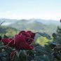 The Mountain Rose 200 Seeds