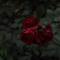 The Mountain Rose 200 Seeds