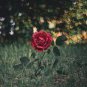 The Mountain Rose 200 Seeds