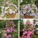 Vine Clematis Potted Clematis Garden Flower 20 Seeds