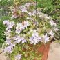 Vine Clematis Potted Clematis Garden Flower 20 Seeds