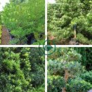 Podocarpus Macrophyllus Tree 120 Seeds