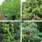 Podocarpus Macrophyllus Tree 120 Seeds