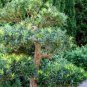 Podocarpus Macrophyllus Tree 120 Seeds