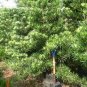 Podocarpus Macrophyllus Tree 120 Seeds