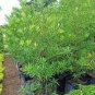 Podocarpus Macrophyllus Tree 120 Seeds