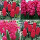 True Hyacinth Bulb 2 Seeds