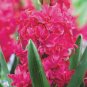 True Hyacinth Bulb 2 Seeds
