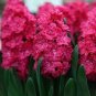 True Hyacinth Bulb 2 Seeds