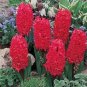 True Hyacinth Bulb 2 Seeds