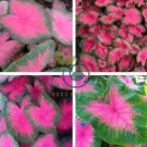 Multiple Colour Thailand Caladium Bonsai 300 Seeds