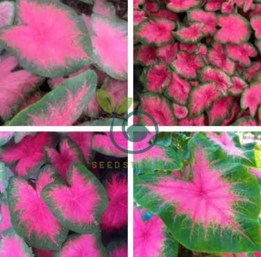 Multiple Colour Thailand Caladium Bonsai 300 Seeds