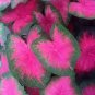 Multiple Colour Thailand Caladium Bonsai 300 Seeds