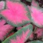 Multiple Colour Thailand Caladium Bonsai 300 Seeds
