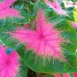 Multiple Colour Thailand Caladium Bonsai 300 Seeds