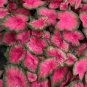 Multiple Colour Thailand Caladium Bonsai 300 Seeds