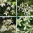 Clematis Flower 200 Seeds