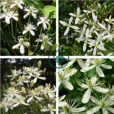 Clematis Flower 200 Seeds
