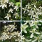 Clematis Flower 200 Seeds