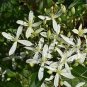 Clematis Flower 200 Seeds