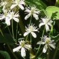 Clematis Flower 200 Seeds