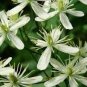 Clematis Flower 200 Seeds