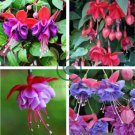 Fuchsia Bonsai Garden Balcony Lanterns Flowers 400 Seeds