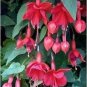Fuchsia Bonsai Garden Balcony Lanterns Flowers 400 Seeds