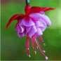 Fuchsia Bonsai Garden Balcony Lanterns Flowers 400 Seeds