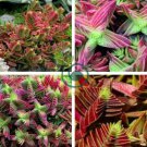 Crassula Capitella Thyrsiflora Red Pagoda Succulent Cactus 20 Seeds