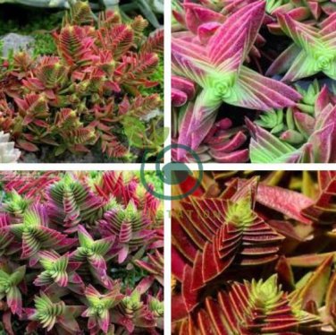 Crassula Capitella Thyrsiflora Red Pagoda Succulent Cactus 20 Seeds