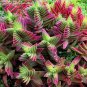 Crassula Capitella Thyrsiflora Red Pagoda Succulent Cactus 20 Seeds